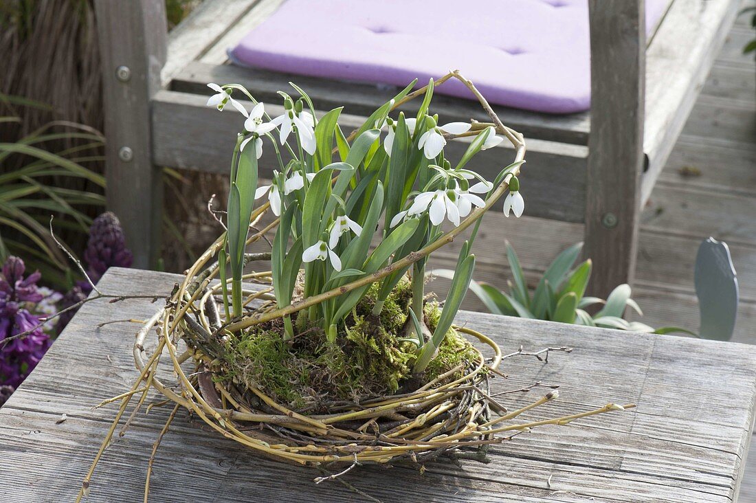 Snowdrops in the wicker nest