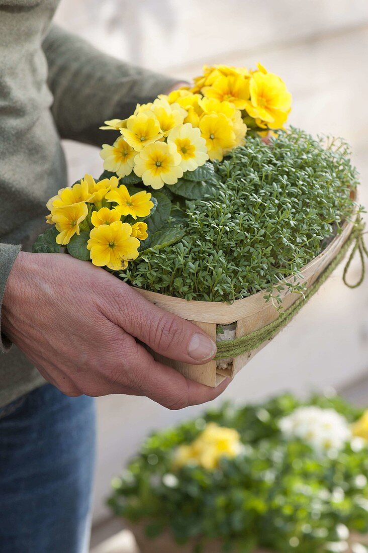 Cress (lepidium) with primula acaulis (primula) in woodchip baskets