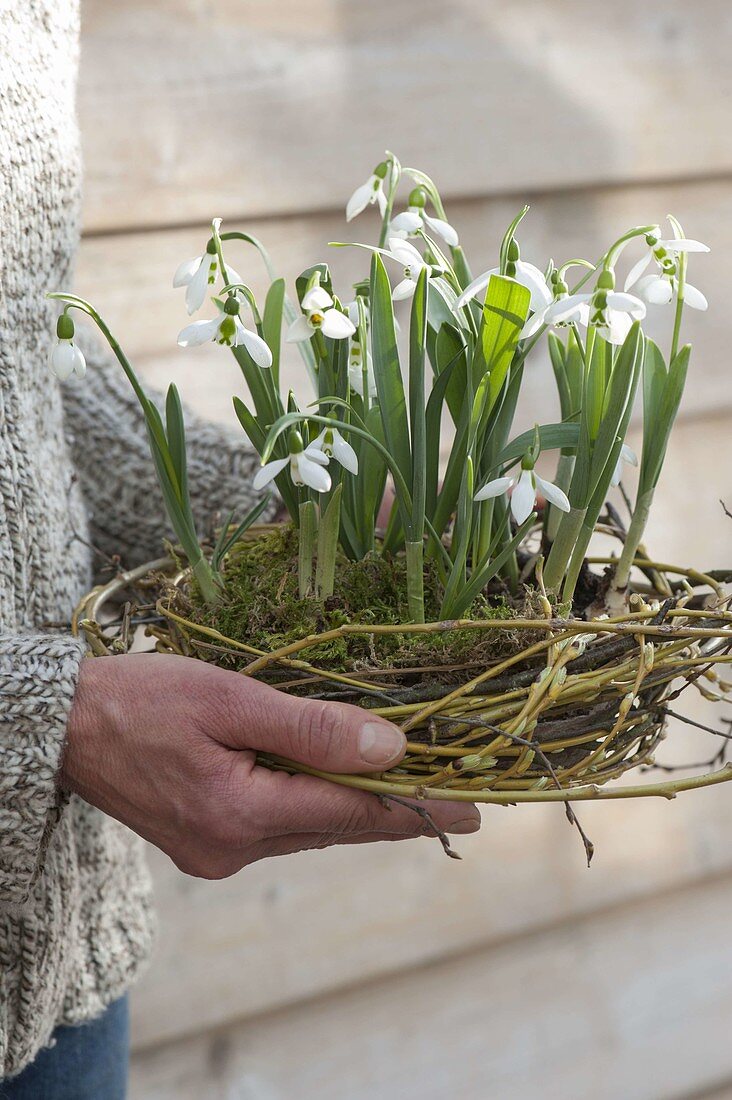 Snowdrops in the wicker nest