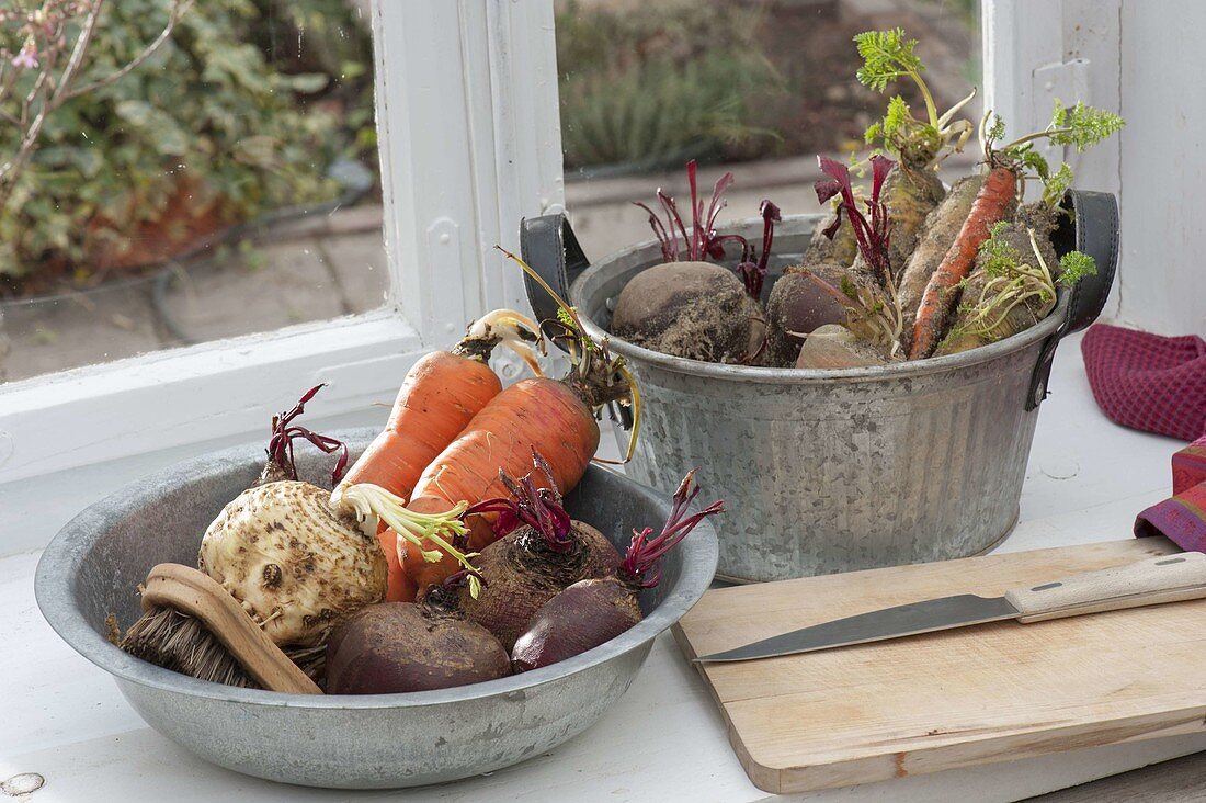 Sandy vegetables begin to drift in spring