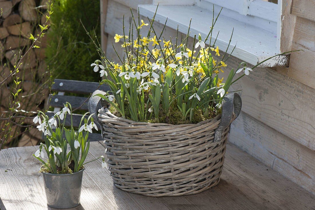 Korb mit Jasminum nudiflorum (Winterjasmin) und Galanthus nivalis