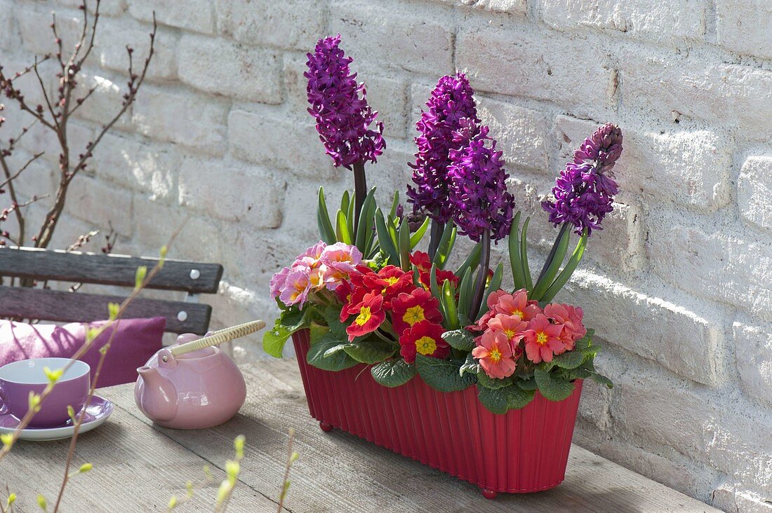 Rote Jardiniere mit Primula acaulis (Primeln) und Hyacinthus 'Purple Sensation