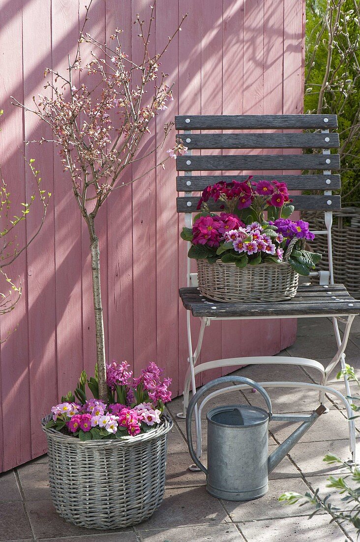 Prunus incisa 'February Pink' (Slitted ornamental cherry) underplanted with Primula