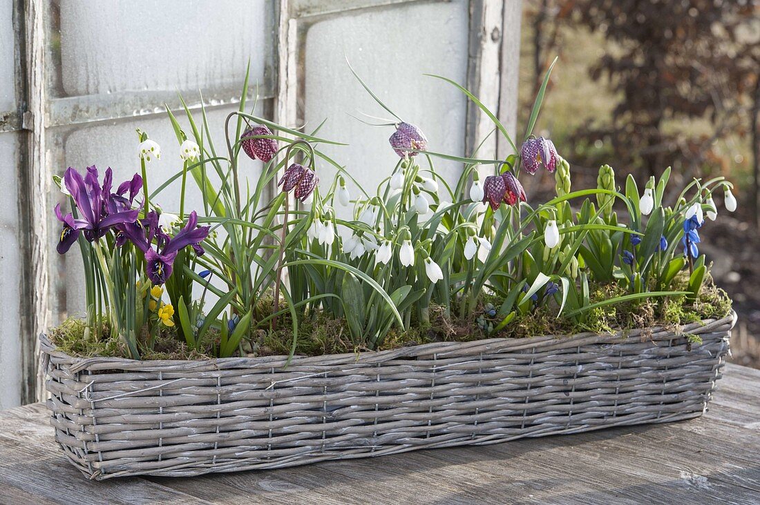 Korbkasten mit Galanthus nivalis (Schneeglöckchen), Iris reticulata