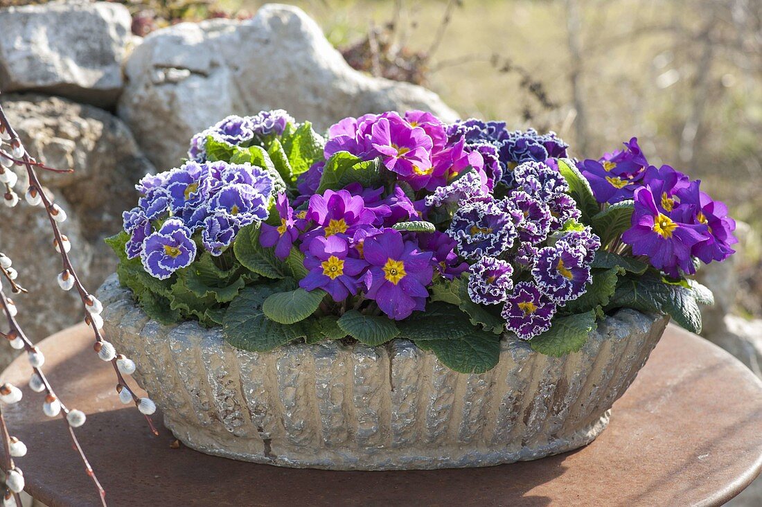 Primula acaulis lila und rosa (Frühlingsprimeln), P. Siroccoco 'Blue' 'Purple (Gerüschte Primeln)