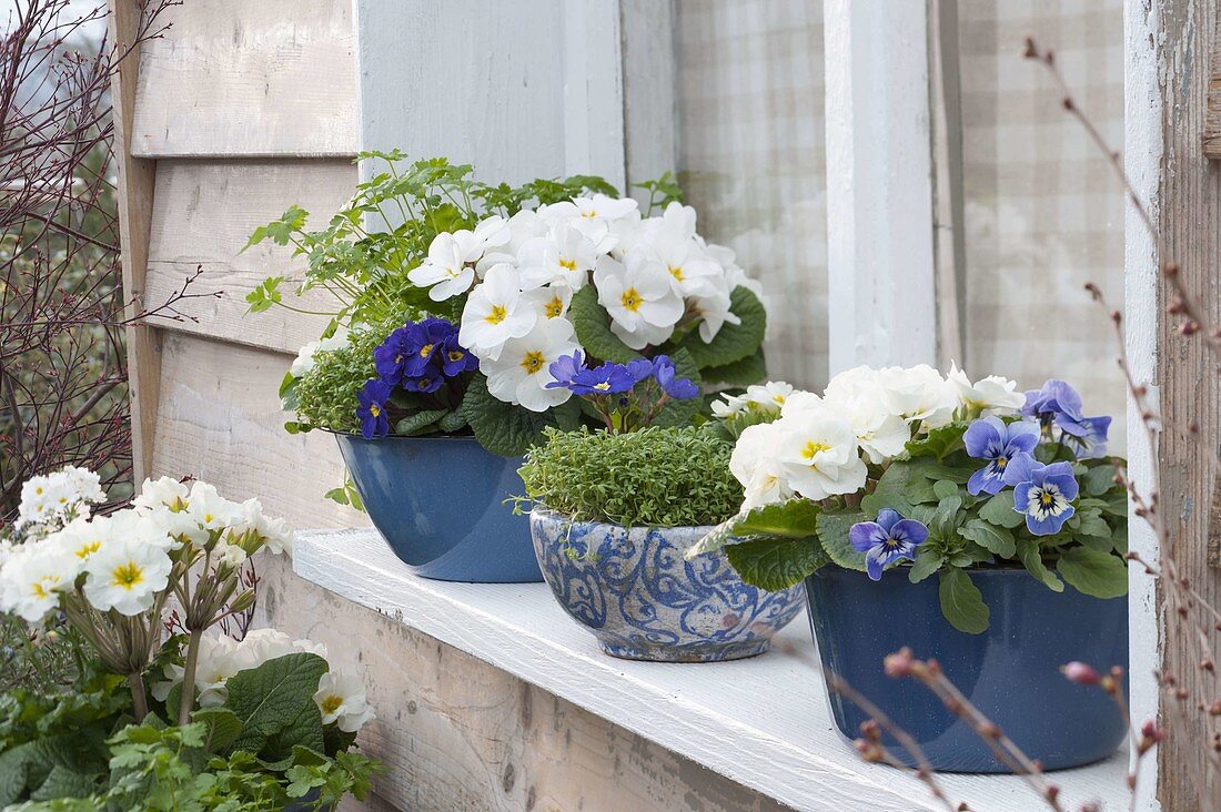 Frühling auf der Fensterbank mit Viola cornuta (Hornveilchen), Primula