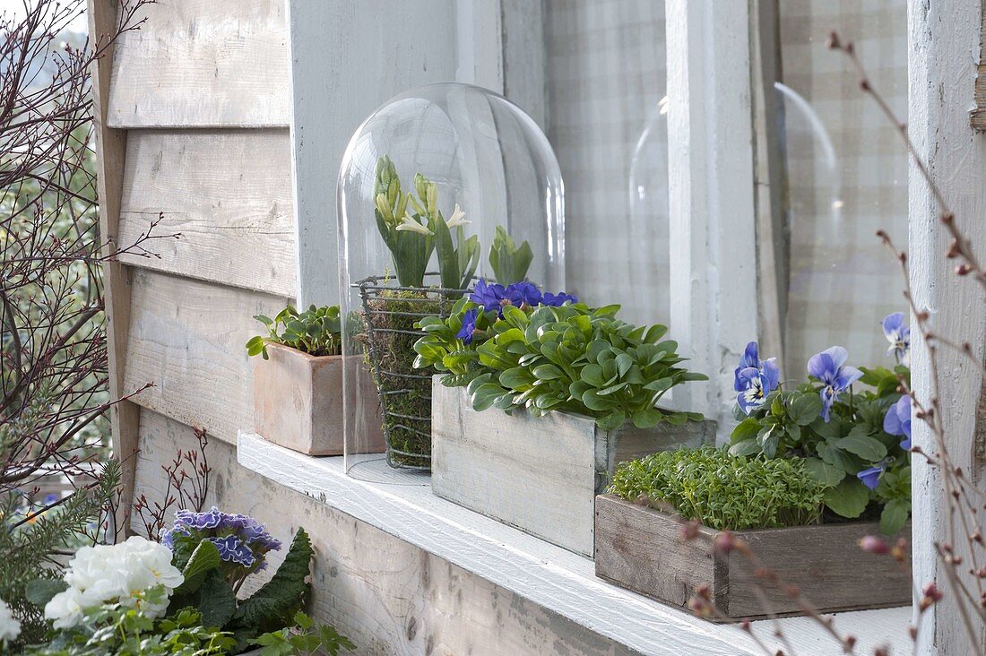 Spring on the windowsill: corn salad, cress