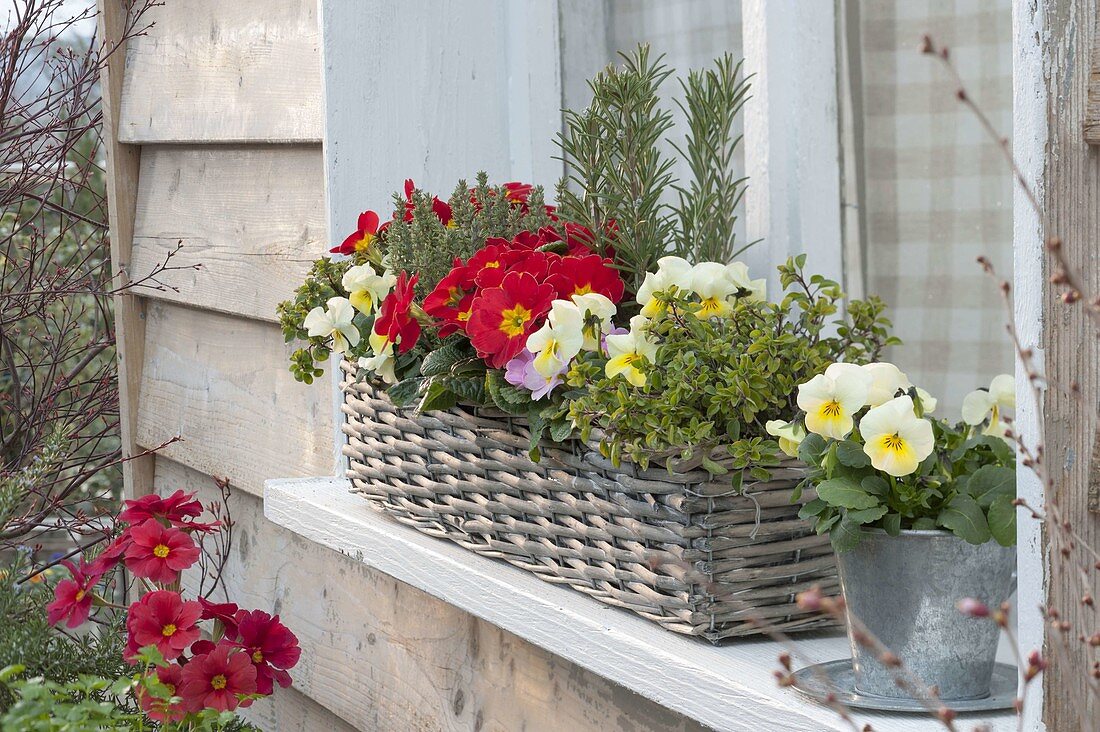 Spring box on the windowsill, Primula acaulis, Viola