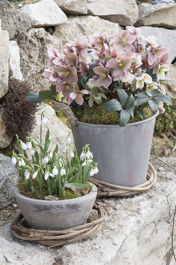 Helleborus x hybrida 'Penny's Pink' and Galanthus nivalis