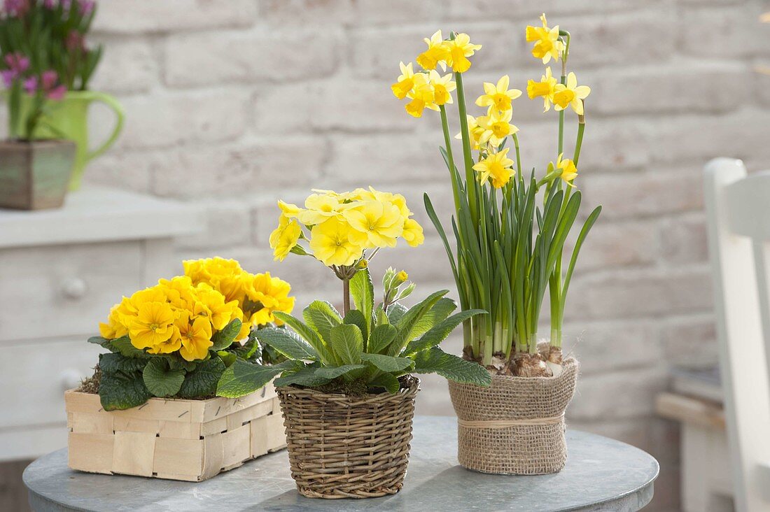 Narcissus 'Tete a Tete' (Narzissen) und Primula acaulis , elatior (Primeln)