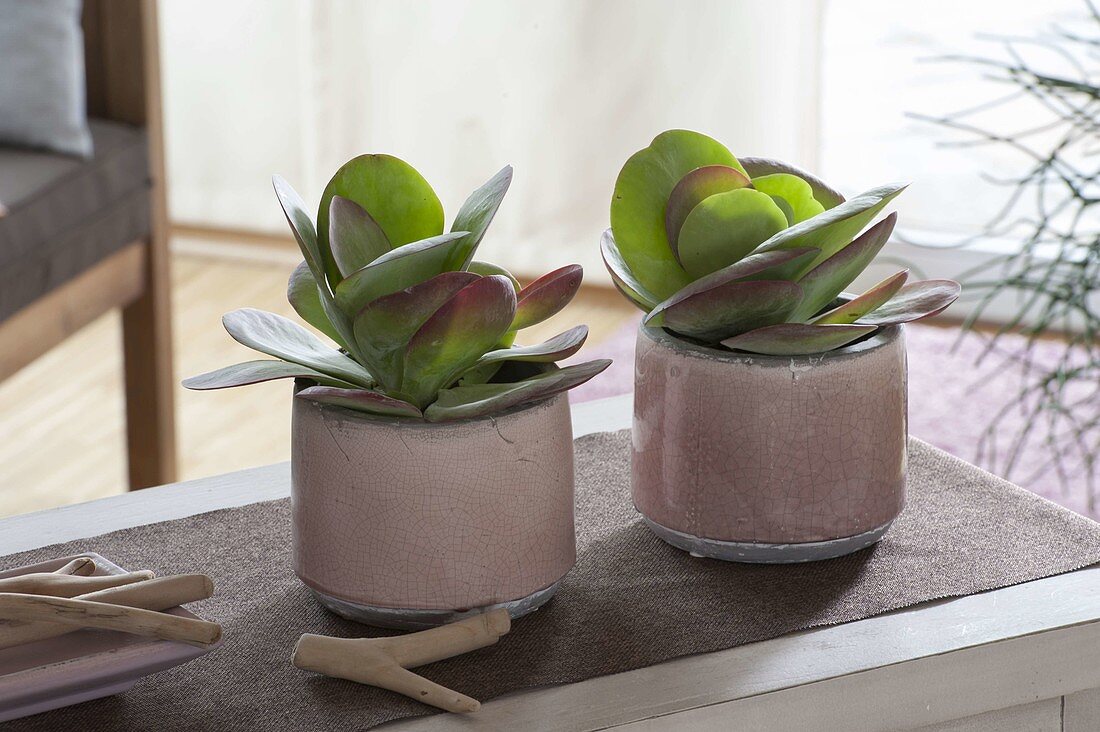 Kalanchoe thyrsiflora (desert cabbage)