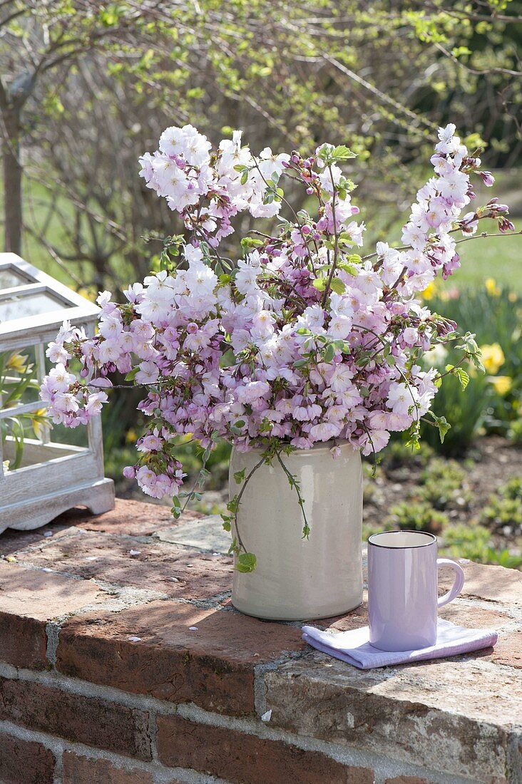 Lush bouquet with flowers of Prunus subhirtella and sargentii