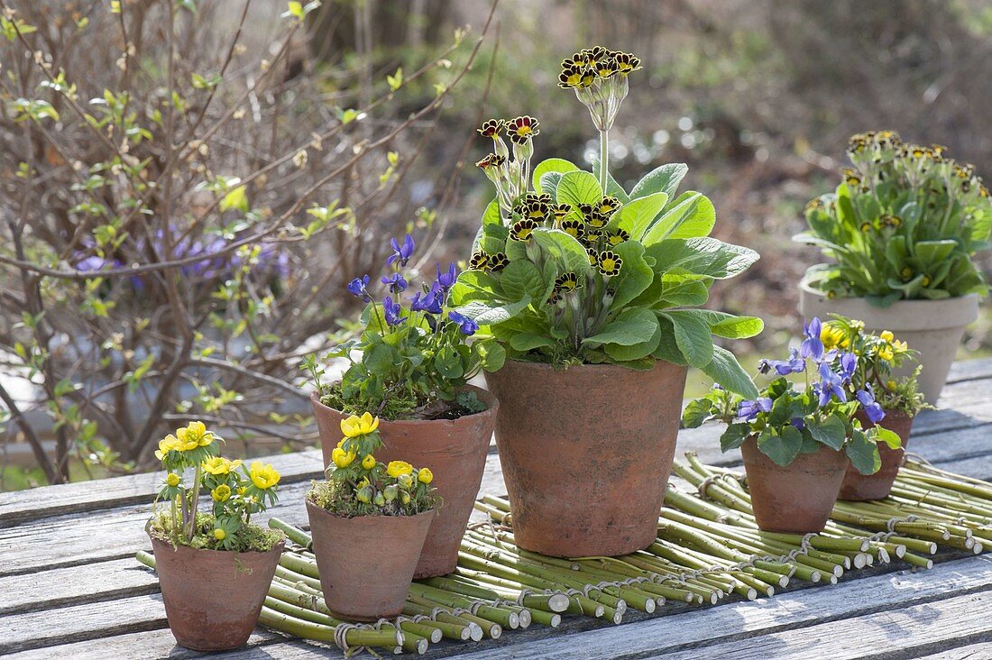 Töpfe mit Eranthis (Winterlingen), Viola odorata (Duft-Veilchen) und Primula