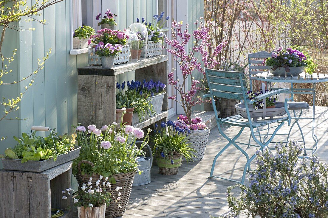 Spring terrace, Ranunculus, Anemone