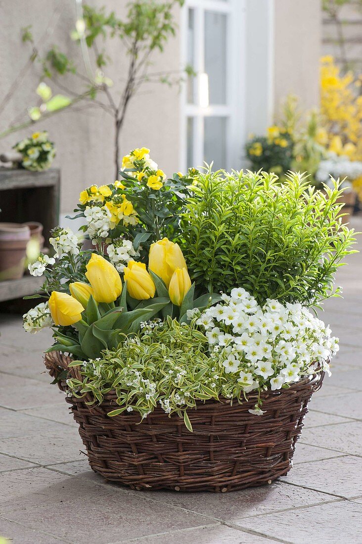 Spring basket with Tulipa 'Yellow Flight', Euonymus japonicus