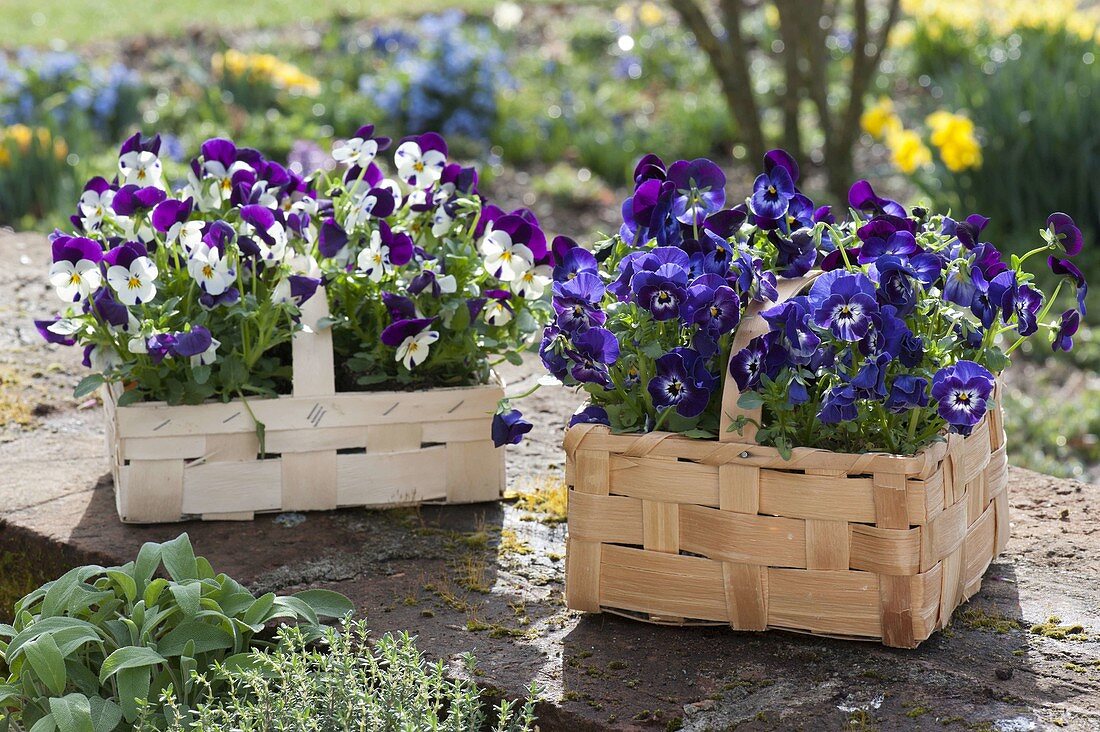 Viola Cornuta Penny 'Mickey' Purple and White, Penny 'Denim Jump Up'