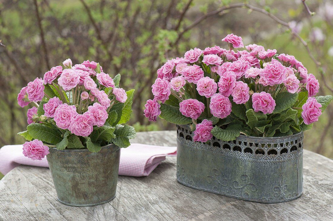 Primula 'Romance' in metal Gefaessen on garden table