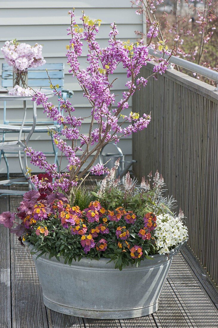 Old zinc tub planted with spring bloomers