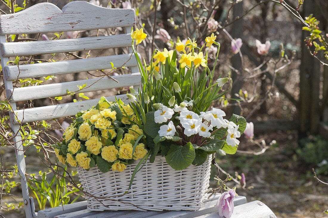 Weisser Weidenkorb mit Fruehlingsbluehern auf Gartenstuhl