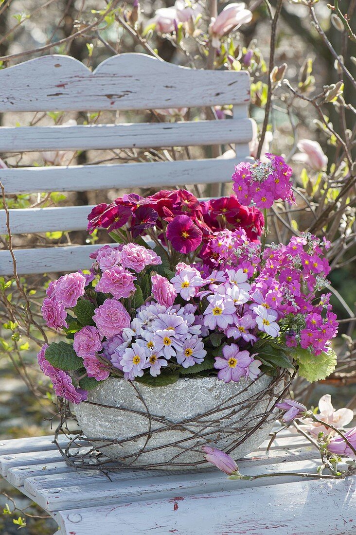 Bowl with Primula 'Romance', Primula x pruhoniciana