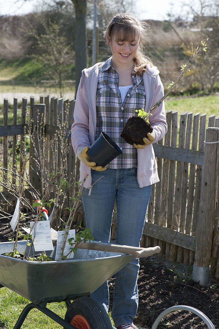 Woman planting berry bushes bed on fence