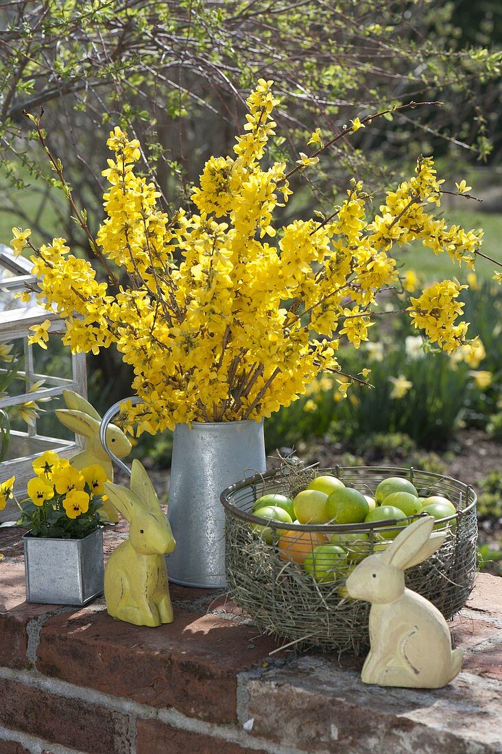 Cutting forsythia branches and stick bouquet