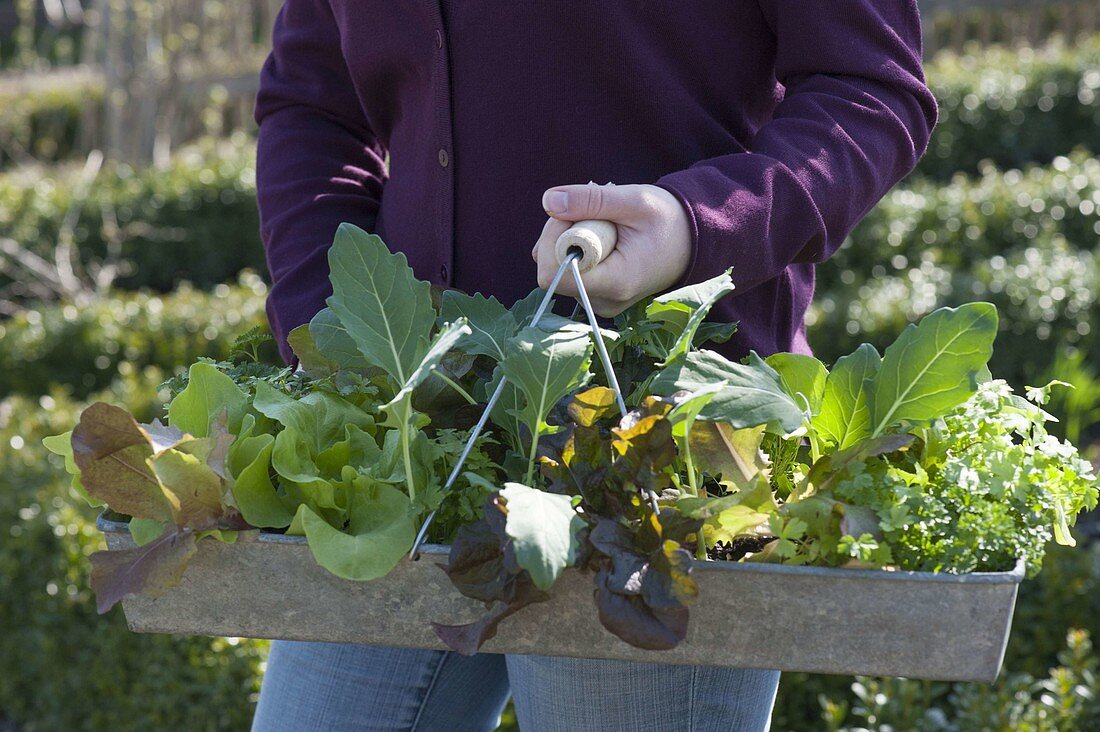 Plant the bed in the organic garden with lettuce, kohlrabi, horned violet and parsley