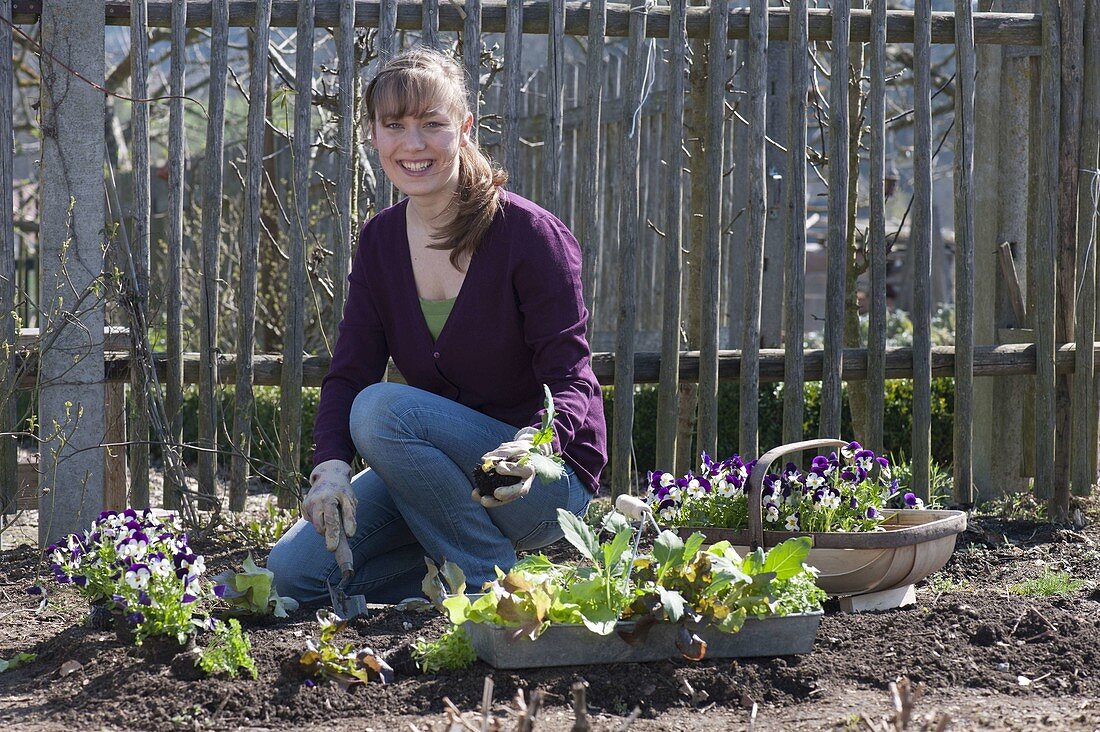 Beet im Biogarten mit Salat, Kohlrabi, Hornveilchen und Petersilie bepflanzen