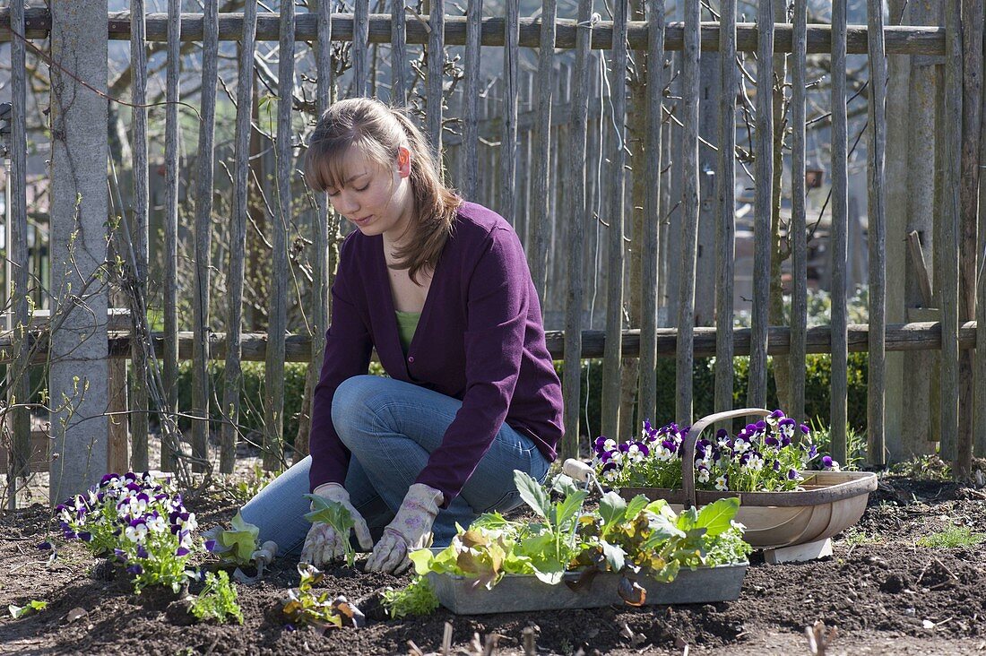 Beet im Biogarten mit Salat, Kohlrabi, Hornveilchen und Petersilie bepflanzen