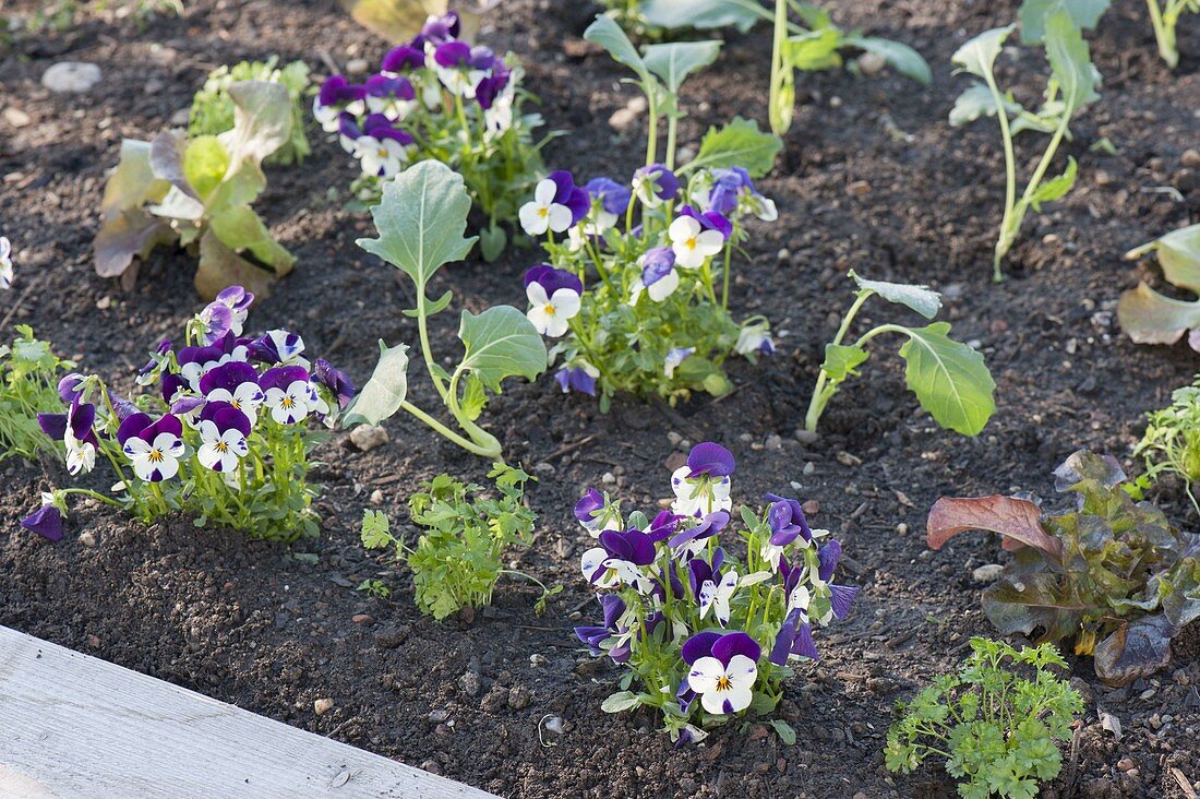 Plant the bed in the organic garden with lettuce, kohlrabi, horned violet and parsley