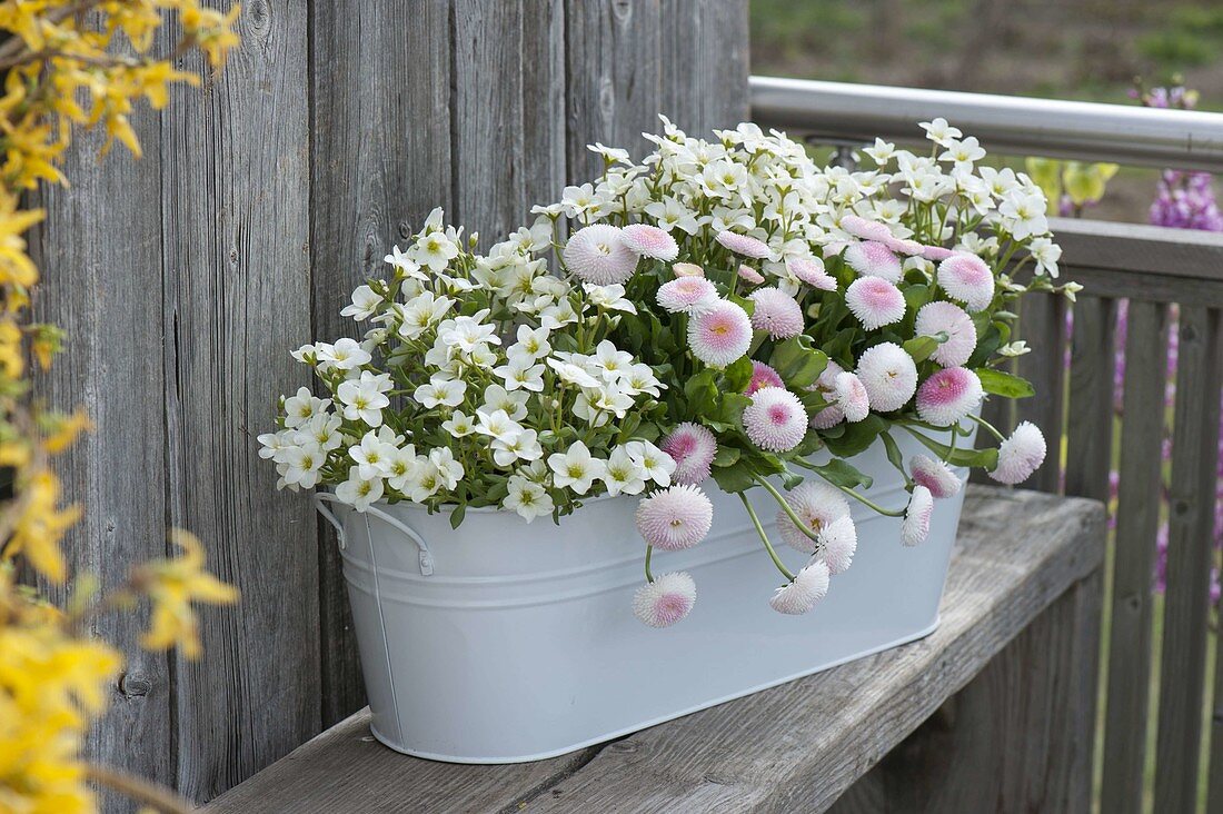 Bellis 'Polar Strawberries and Cream' and Arabis caucasica