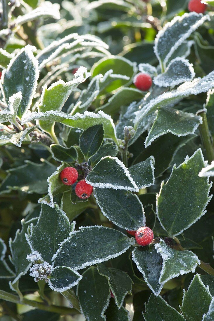 Overgrown Ilex aquifolium (Holly)