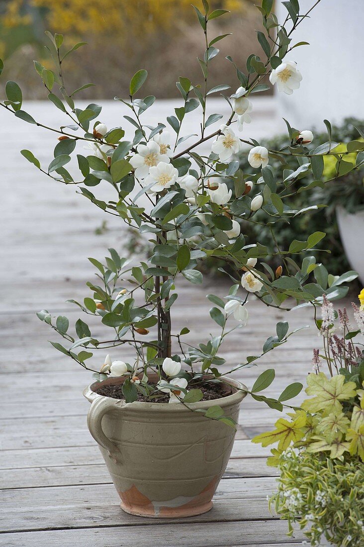 Magnolia dianica 'Summer Snowflake' syn. Michelia yunnanensis