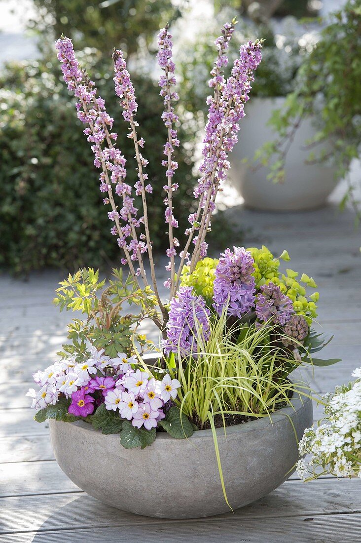 Bowl with Daphne mezereum, Primula x pruhoniciana 'Wanda'