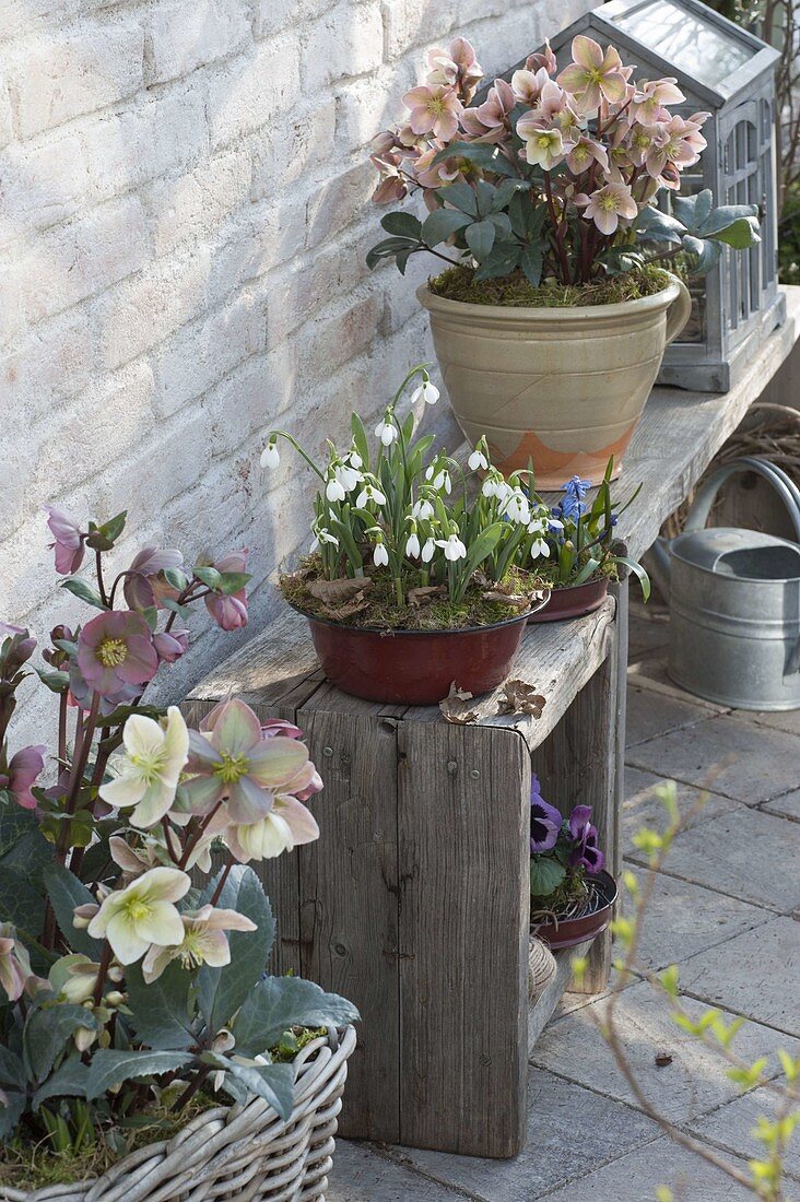 Helleborus x hybrida 'Penny's Pink', Galanthus nivalis