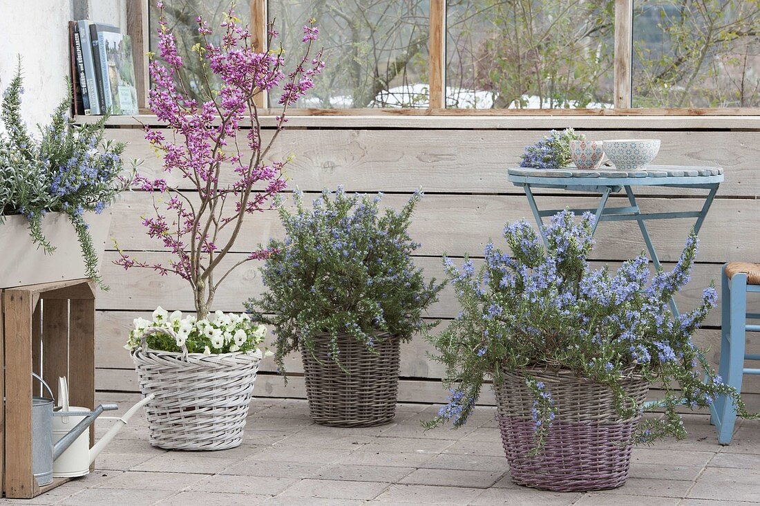 Flowering rosemary, Cercis chinensis 'Avondale'