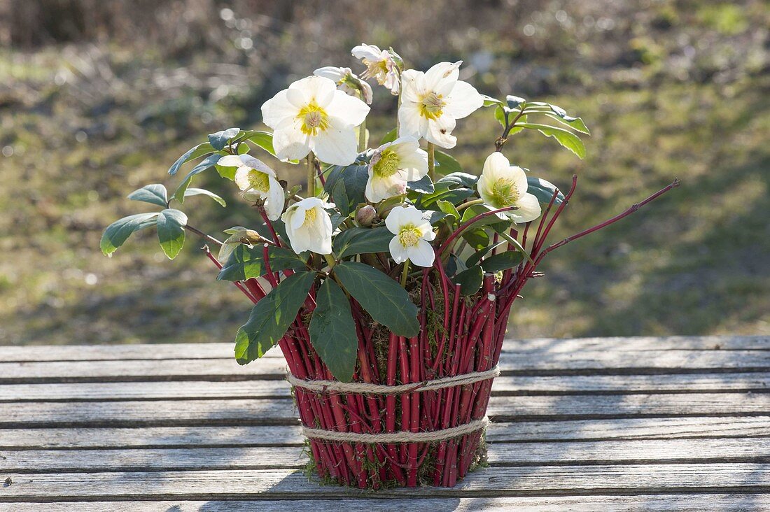 Helleborus niger (Christrosen) in Tontopf , verkleidet mit Moos und Zweigen