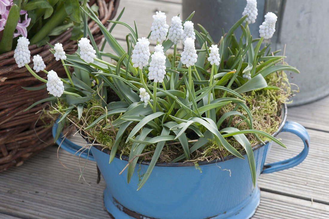 Muscari armeniacum 'Siberian Tiger' (Grape Hyacinth)