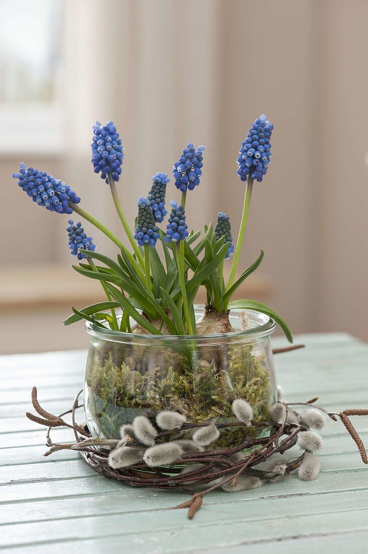 Muscari Aucheri 'Blue Magic' with moss in preserving jar