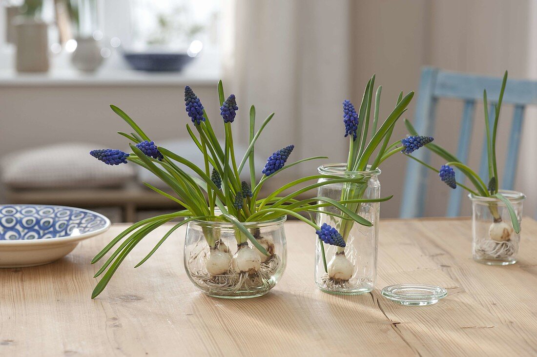 Muscari armeniacum 'Blue Pearl' (Grape Hyacinth)