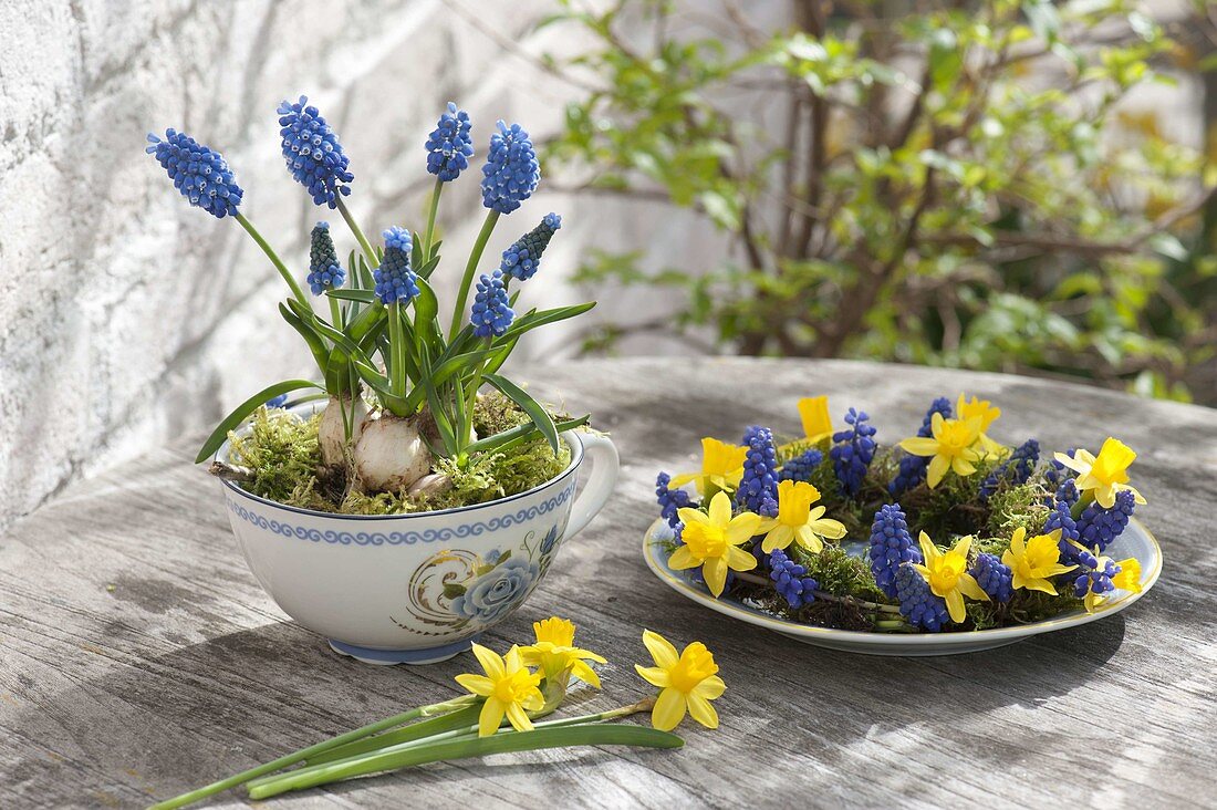 Muscari aucheri 'Blue Magic' (Traubenhyazinthen) mit Moos in Tasse