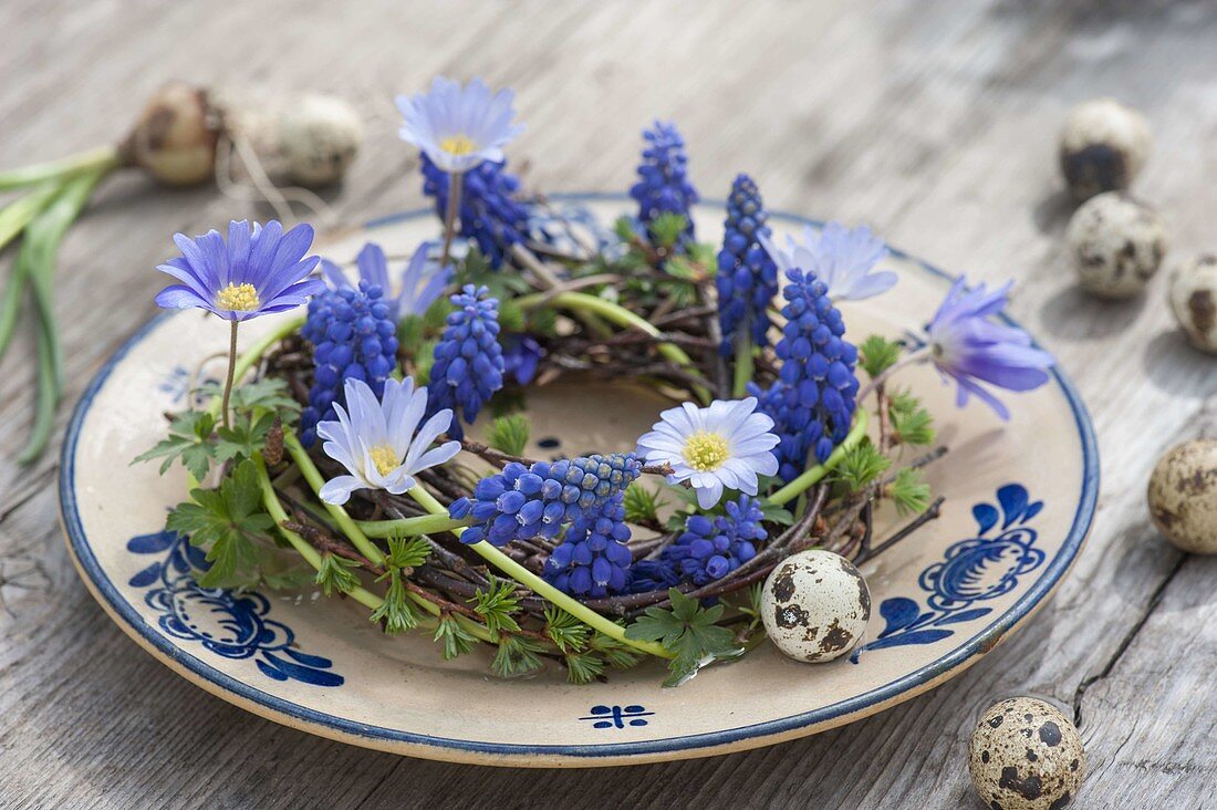 Plate decoration with Muscari armeniacum 'Blue Pearl' (grape hyacinths) and Anemone blanda (ray anemones) on a wreath of Betula (birch) and Larix (larch), Easter eggs