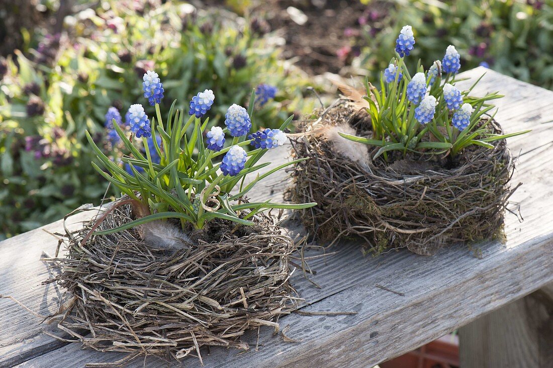 Muscari Aucheri 'Mount Hood' in empty bird's nest