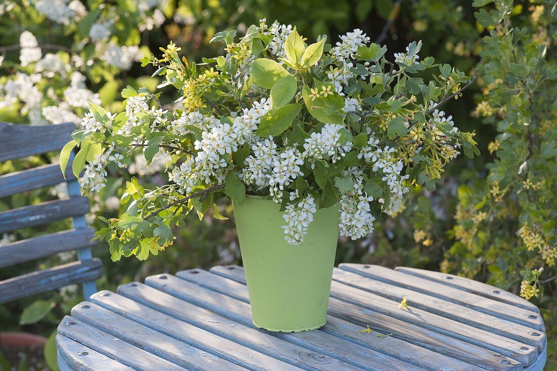 Bouquet of flowering branches, Prunus padus, Ribes