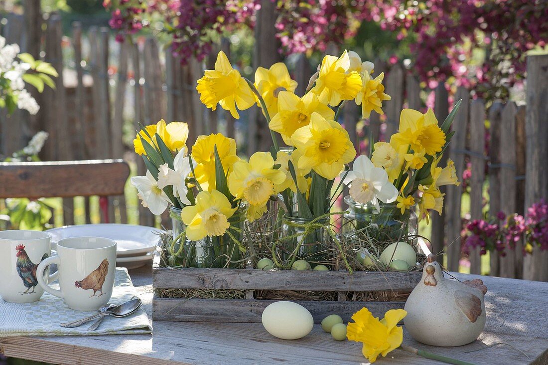 Cottage Easter decoration with narcissus (narcissus) in preserving jars