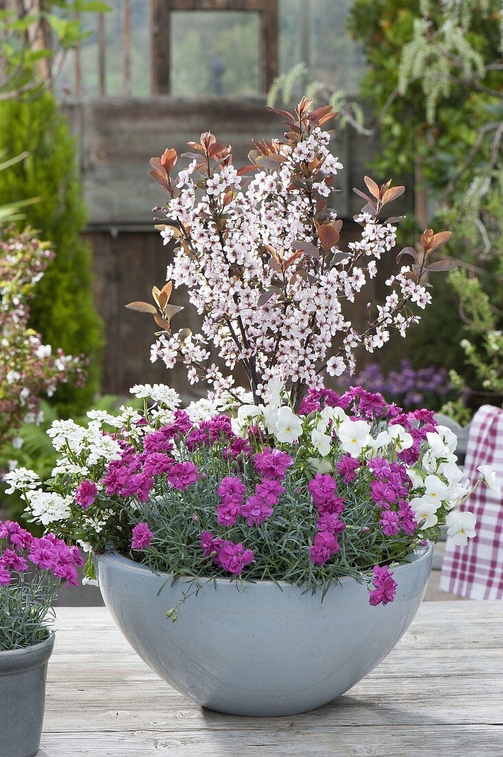 Bowl with Dianthus, Prunus cistena, Viola