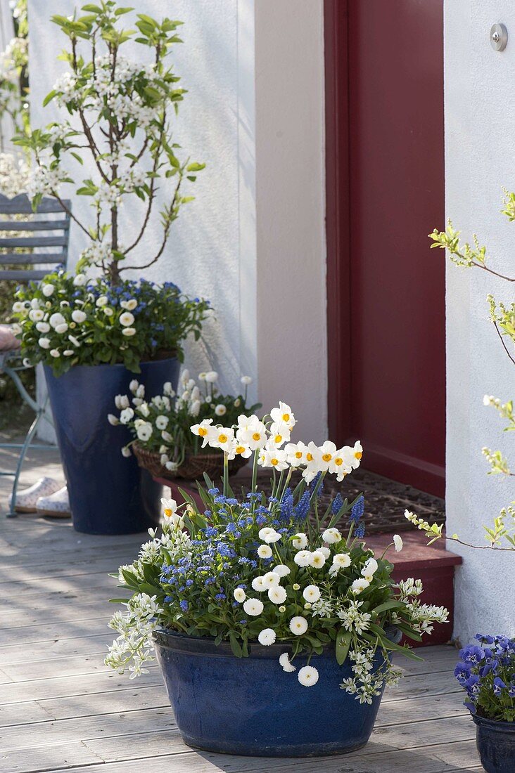 Blue tubs planted blue-white at the house entrance