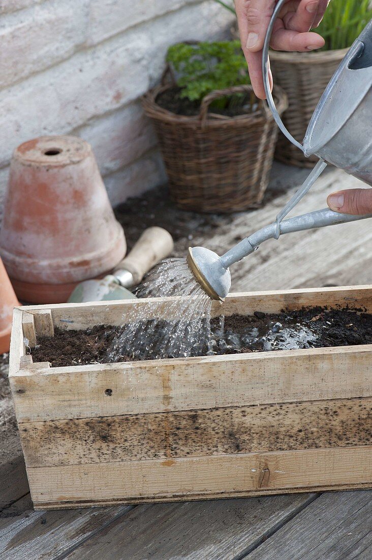 Growing cornflowers in a wooden box