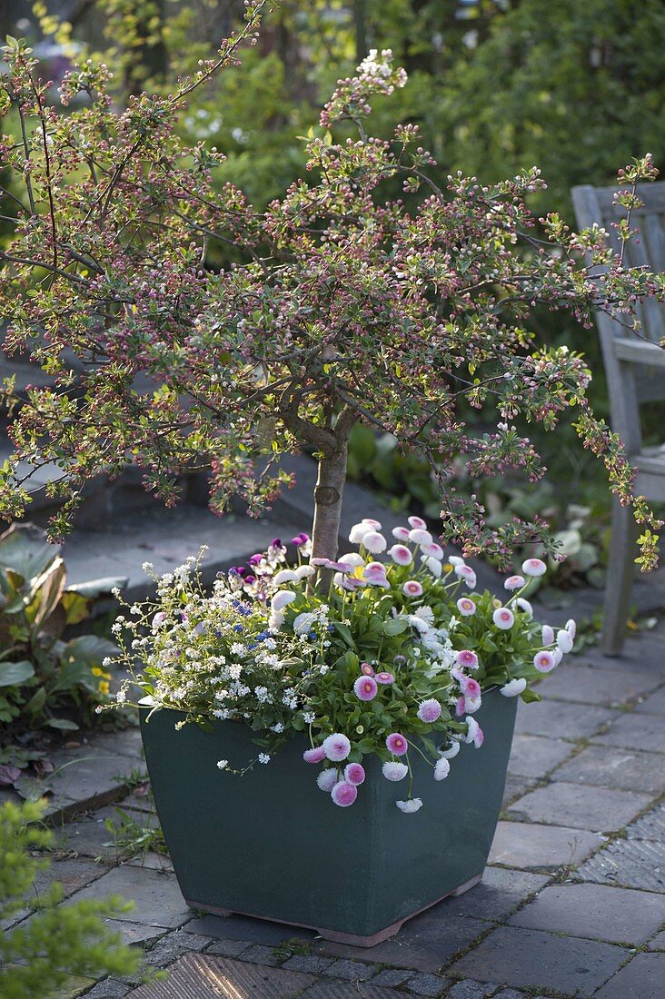 Zierapfel - Staemmchen in verschiedenen Blüten - Stadien