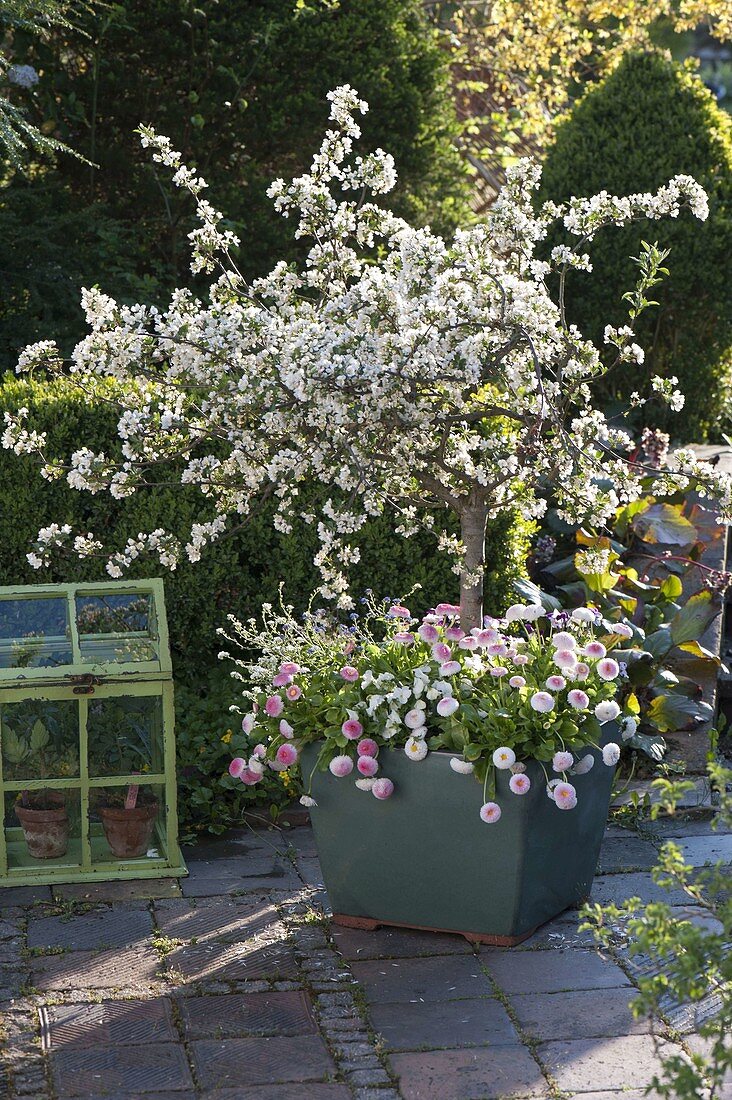 Little ornamental apple stems in different flower stages